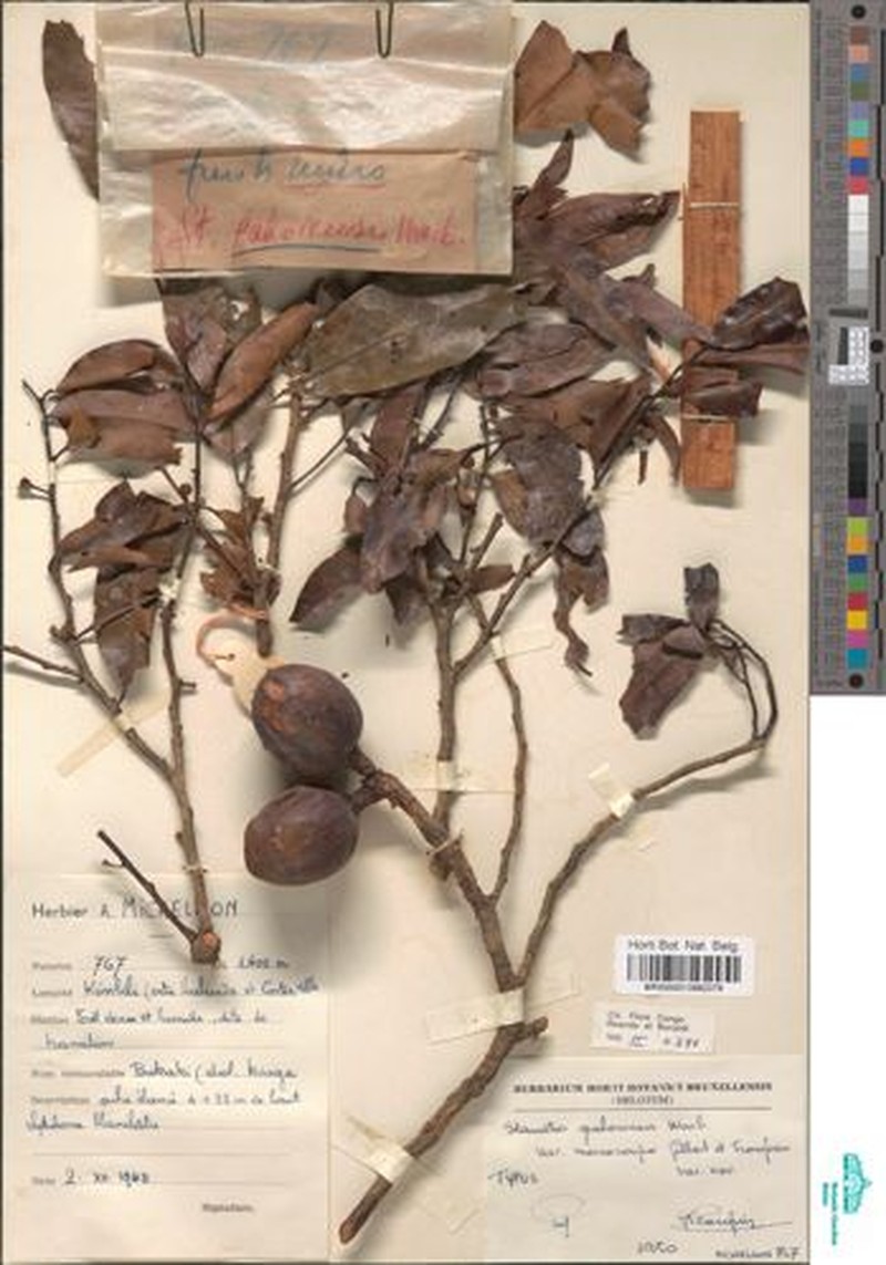 Staudtia kamerunensis var. kamerunensis photo 4