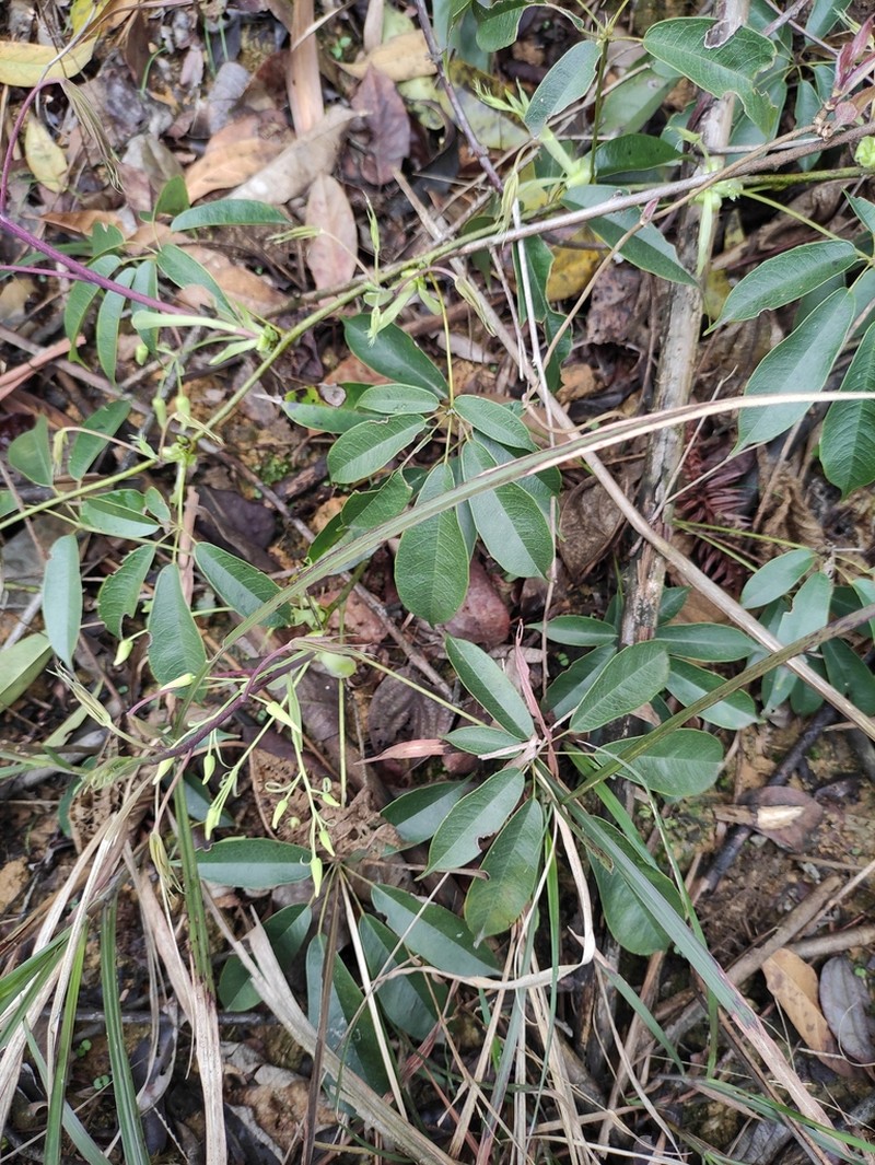 Stauntonia angustifolia