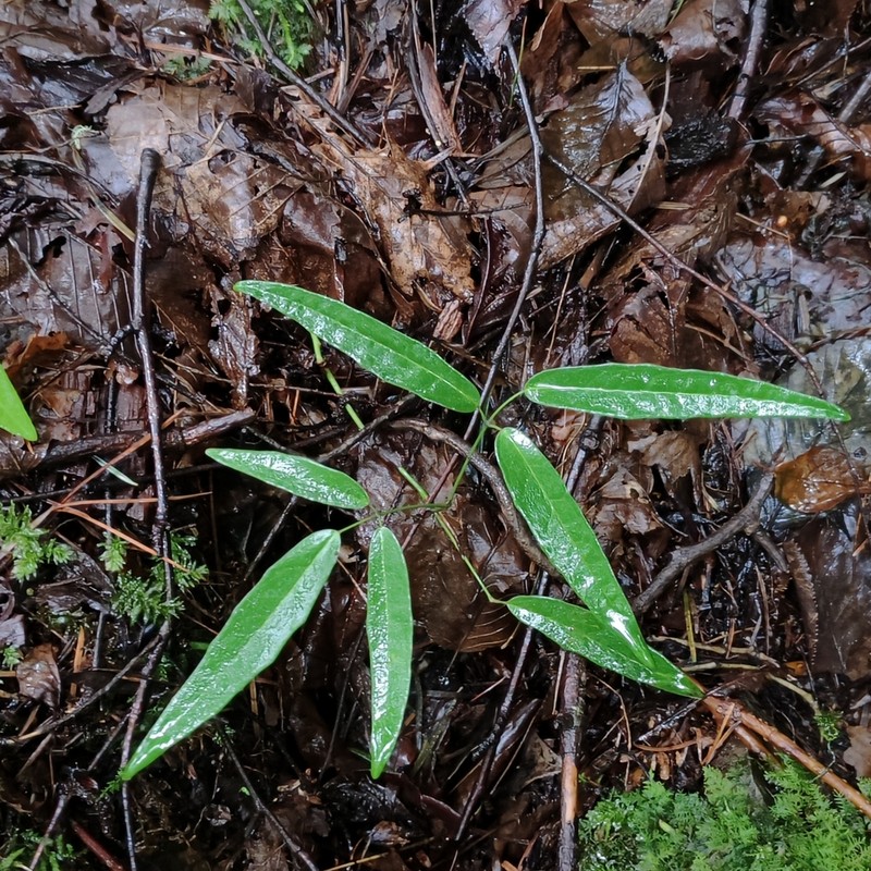 Stauntonia angustifolia photo 2