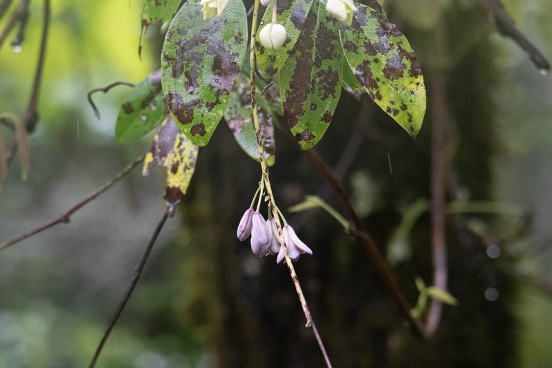 Stauntonia angustifolia photo 3