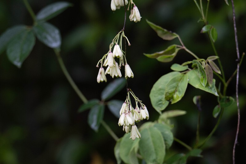 Stauntonia angustifolia photo 4