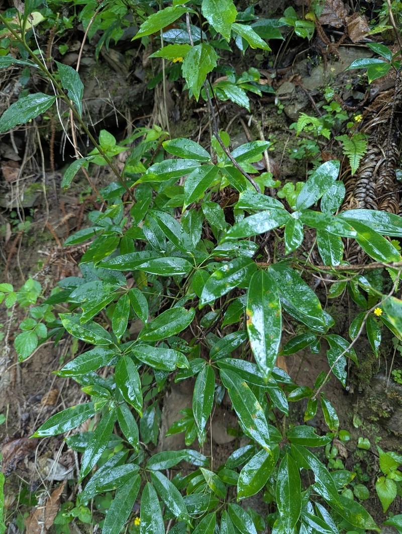 Stauntonia angustifolia photo 5
