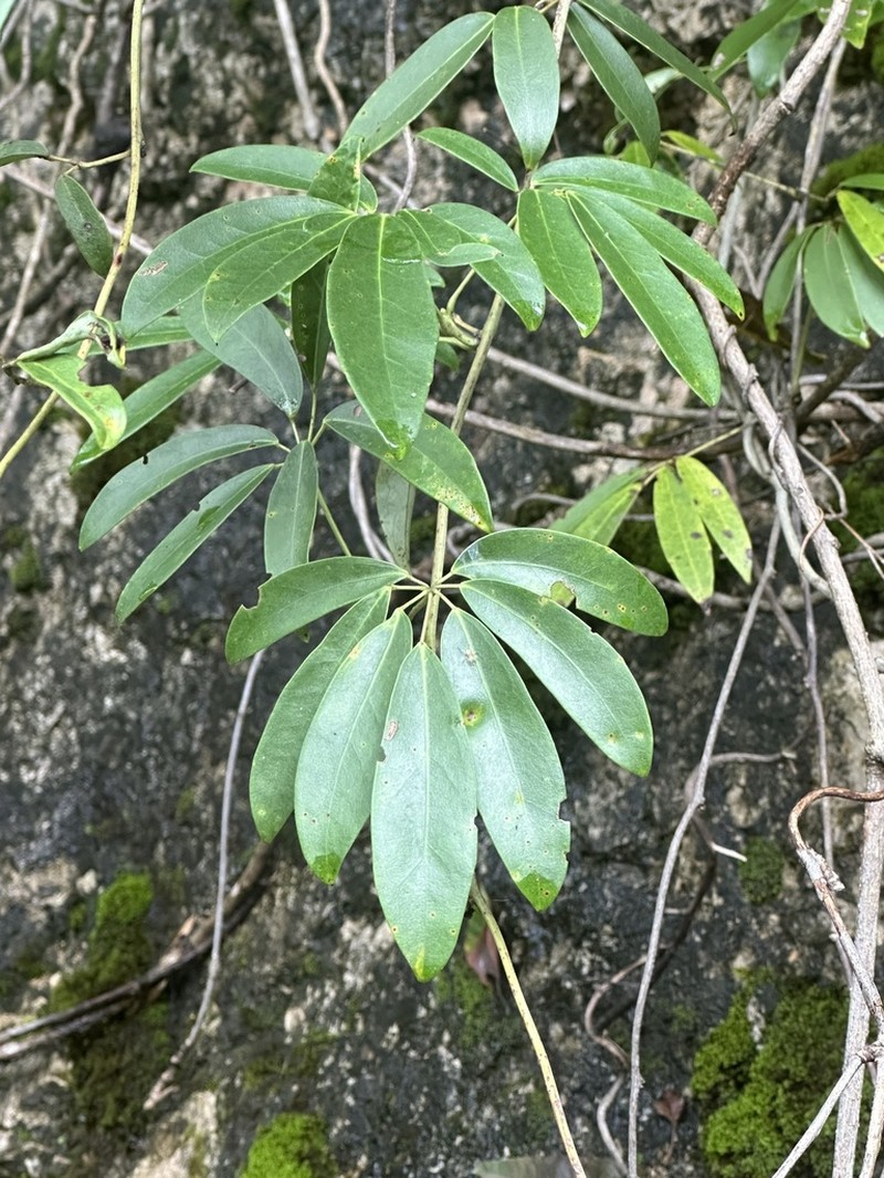 Stauntonia angustifolia photo 6