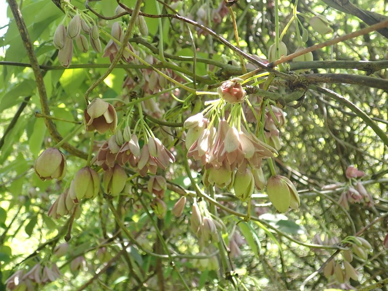 Stauntonia angustifolia photo 7