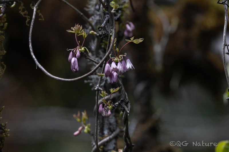 Stauntonia angustifolia photo 8