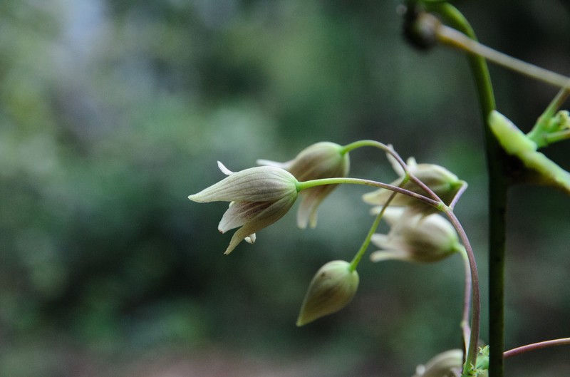 Stauntonia brachyandra