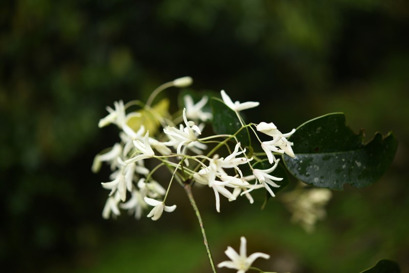 Stauntonia brunoniana