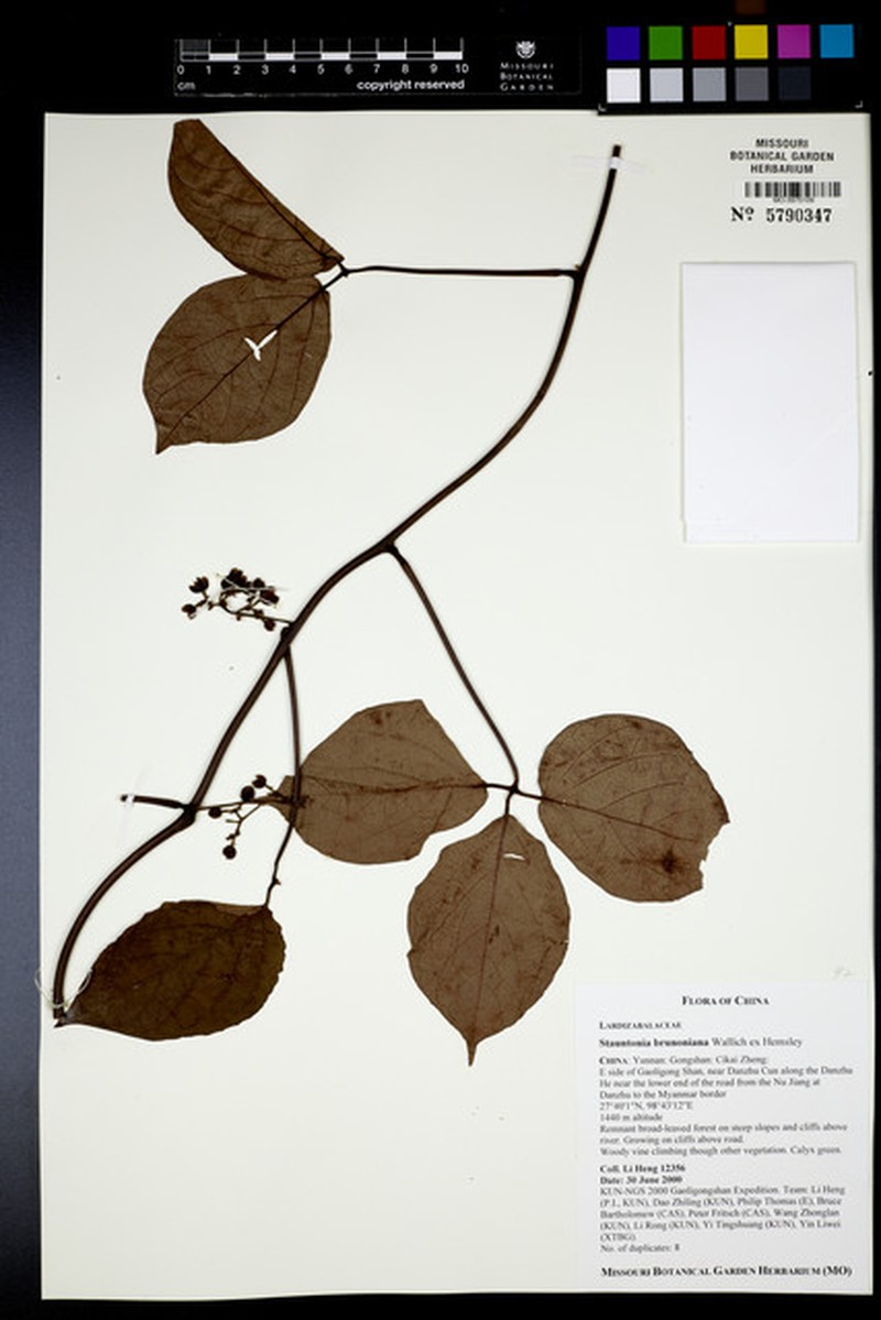 Stauntonia brunoniana photo 2