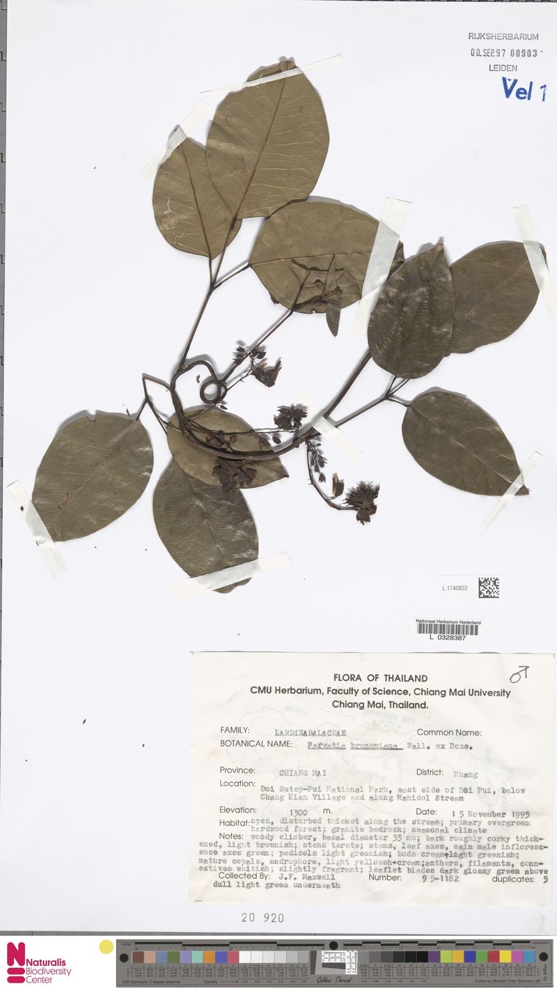 Stauntonia brunoniana photo 3