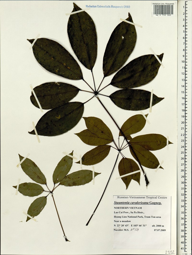 Stauntonia cavalerieana