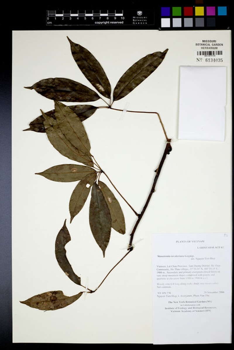 Stauntonia cavalerieana photo 2