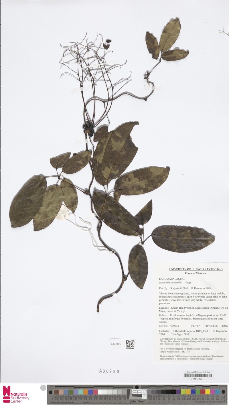 Stauntonia cavalerieana photo 3