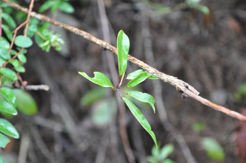Stauntonia chapaensis
