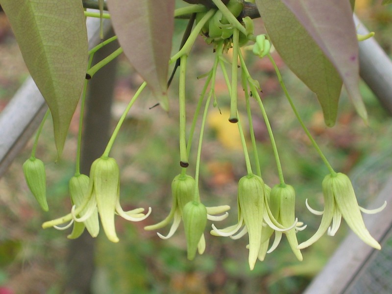 Stauntonia chinensis