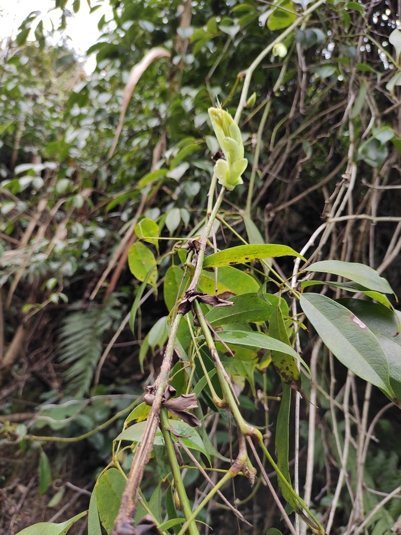 Stauntonia chinensis photo 2