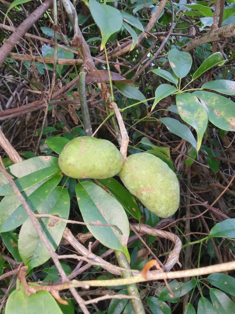 Stauntonia chinensis photo 3