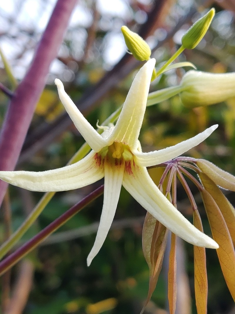Stauntonia chinensis photo 4