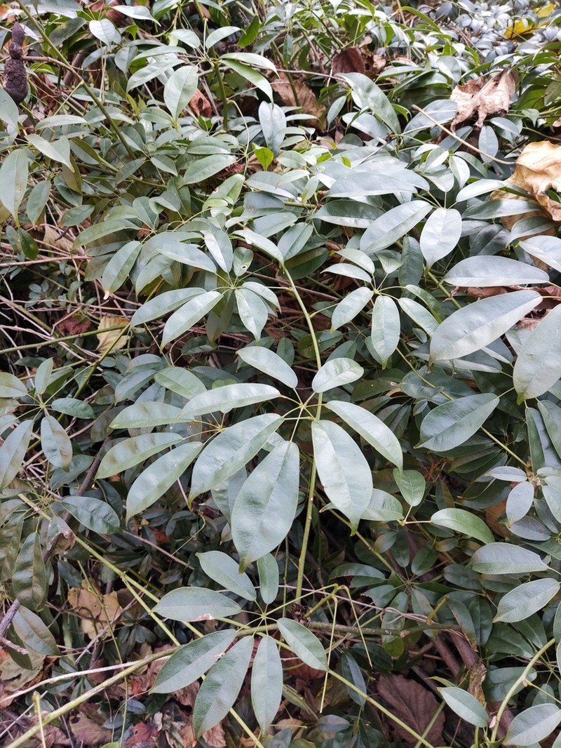Stauntonia chinensis photo 5
