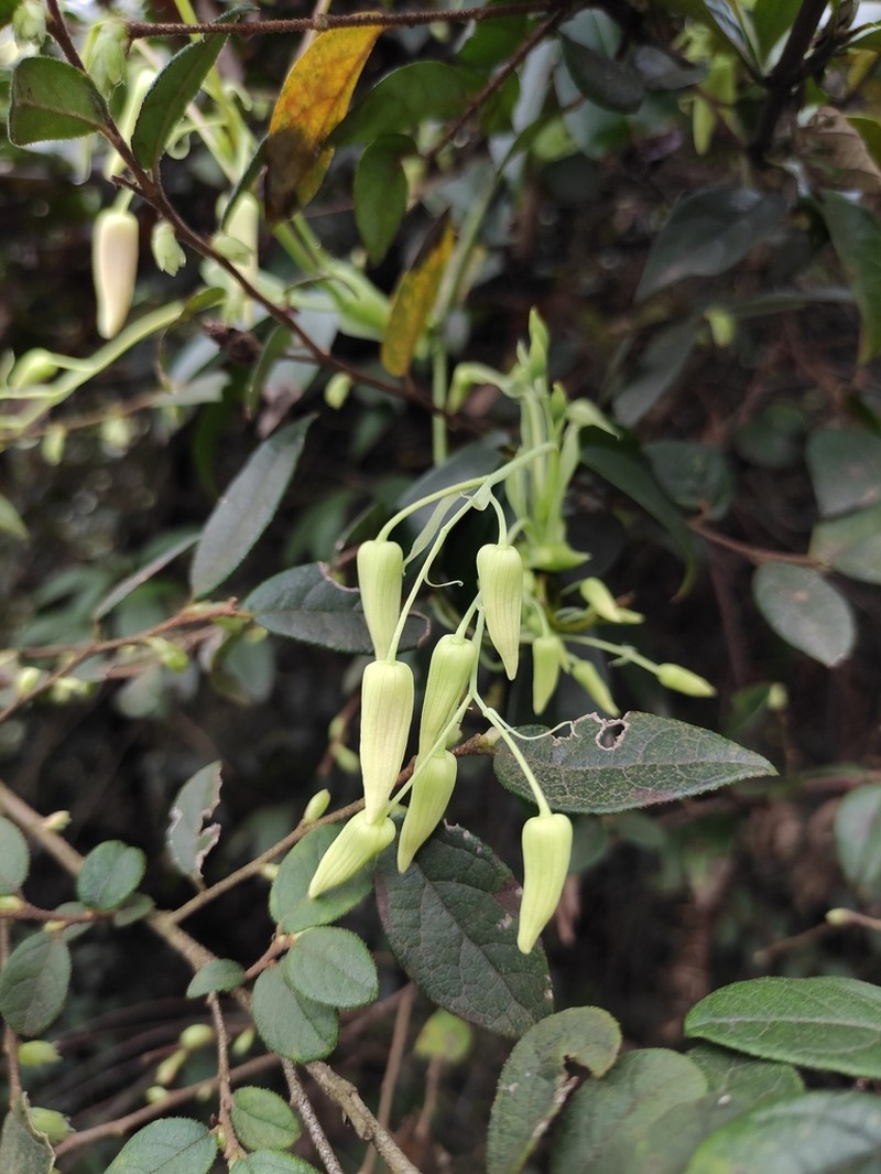 Stauntonia chinensis photo 6