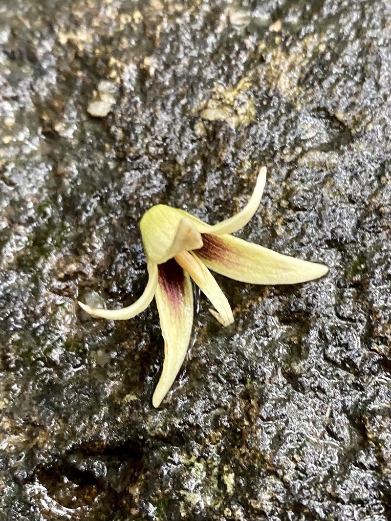 Stauntonia chinensis photo 8