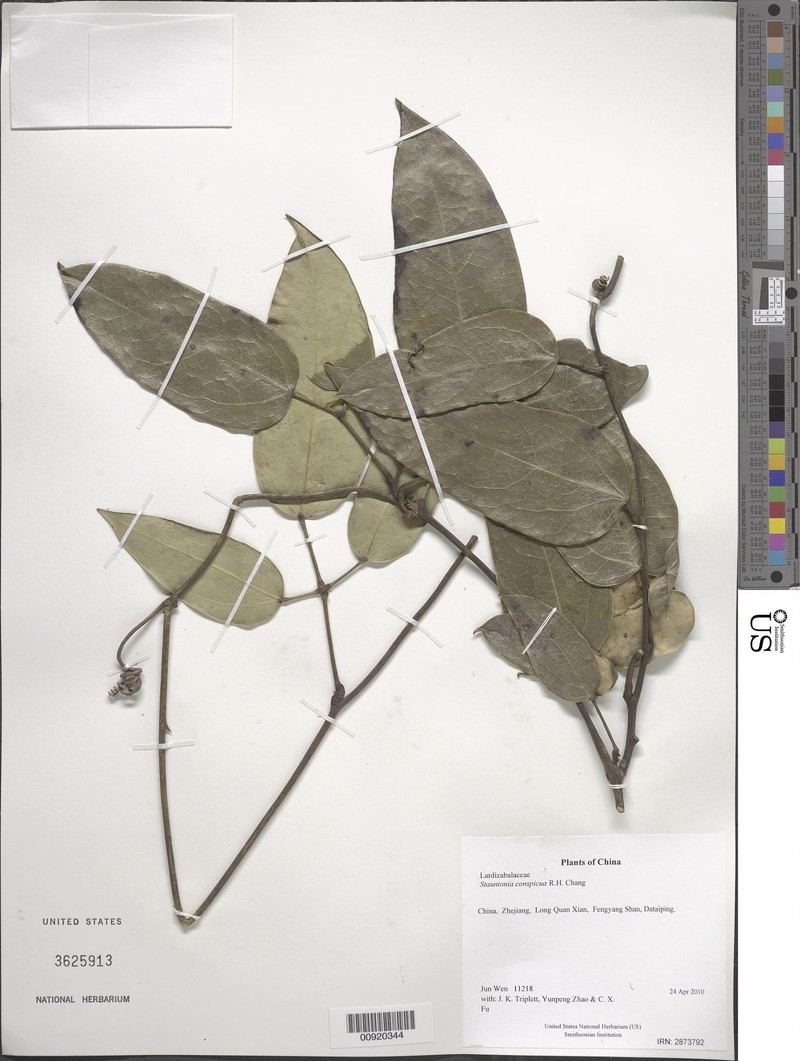 Stauntonia conspicua