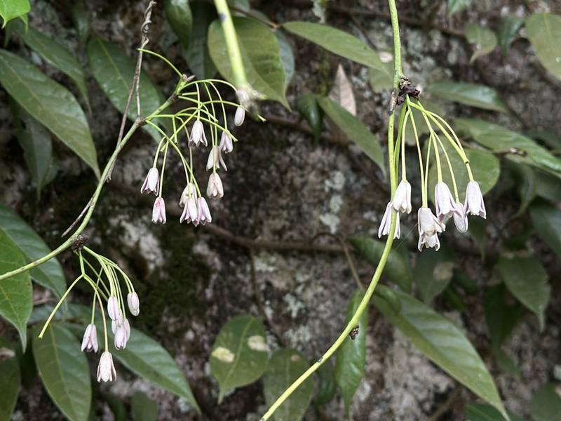 Stauntonia coriacea