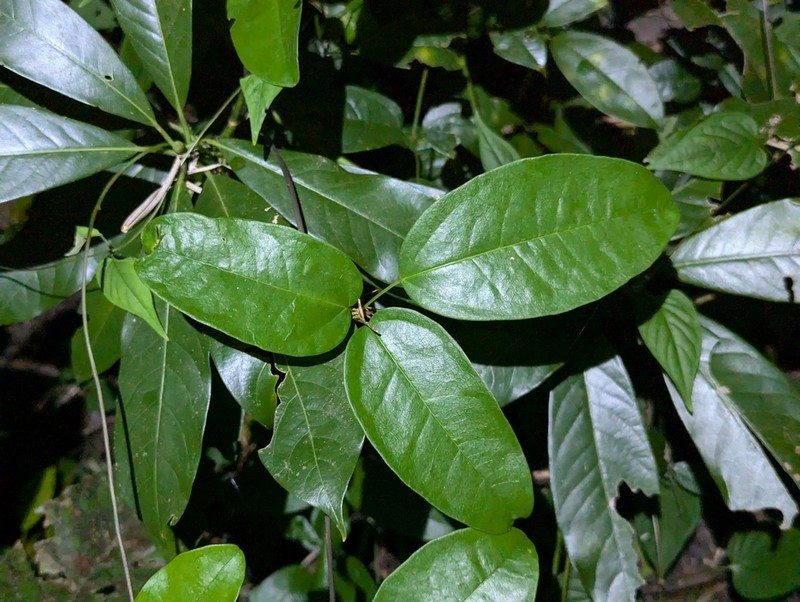 Stauntonia coriacea photo 2