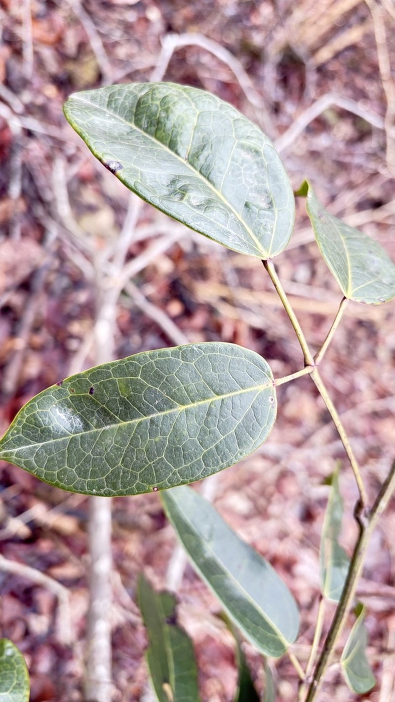 Stauntonia coriacea photo 3