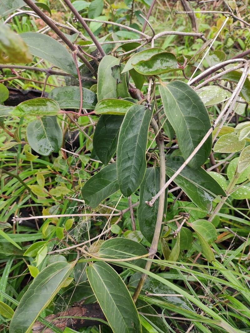 Stauntonia coriacea photo 4