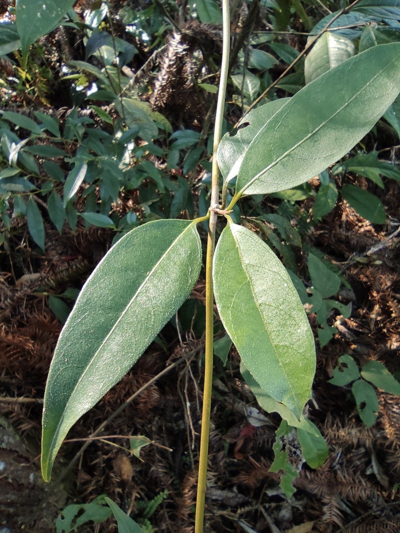 Stauntonia coriacea photo 5