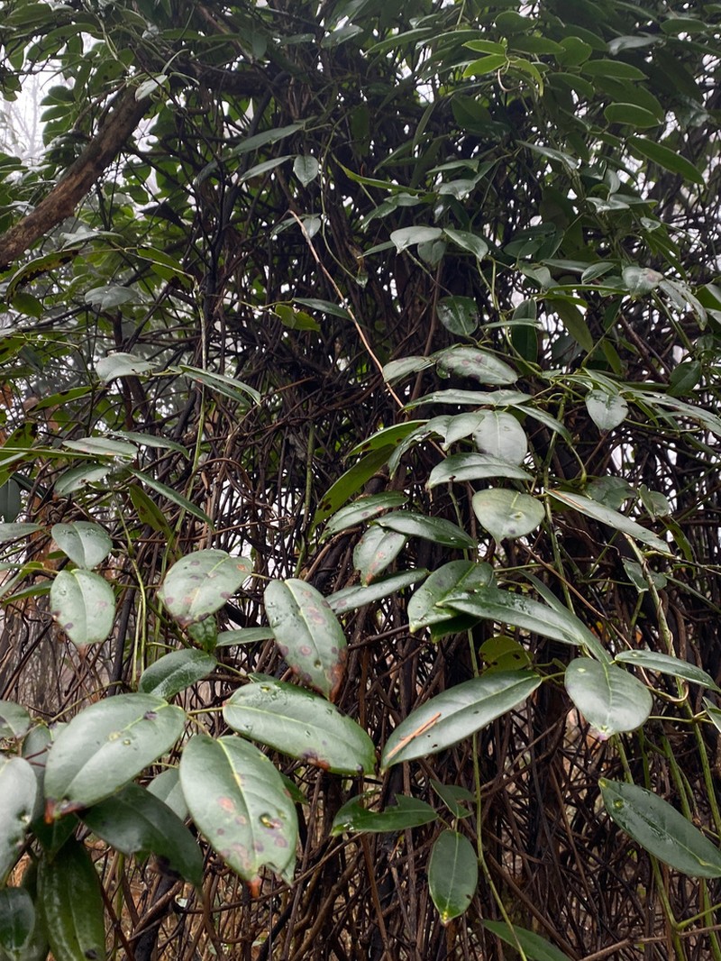 Stauntonia coriacea photo 6