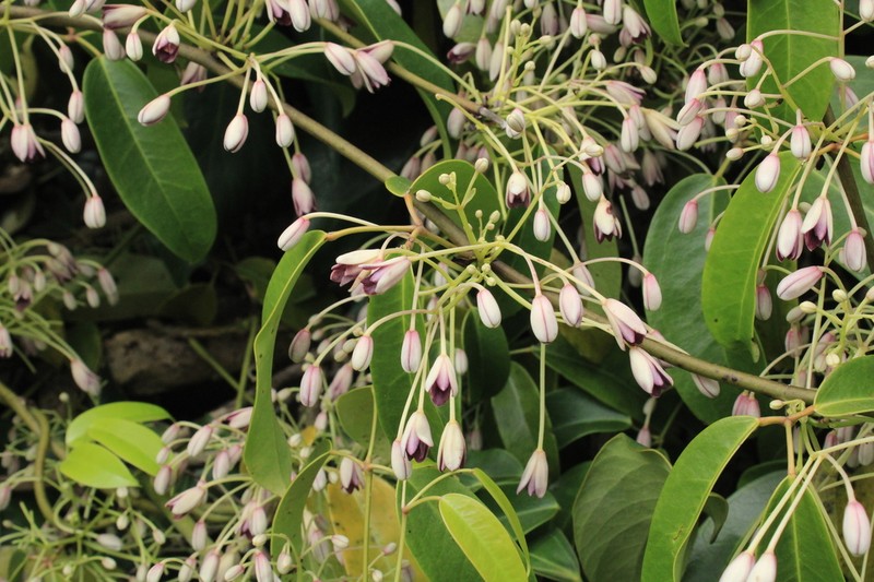 Stauntonia coriacea photo 8
