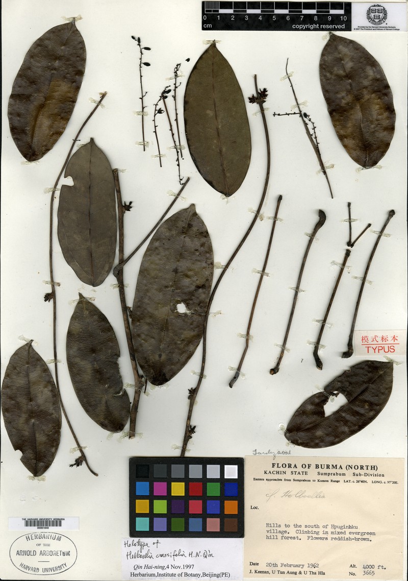 Stauntonia crassifolia
