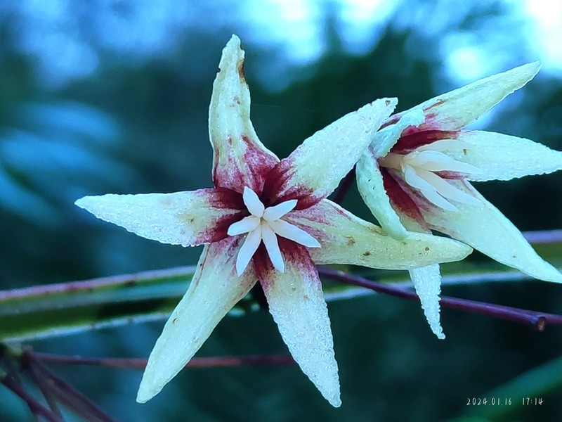 Stauntonia decora