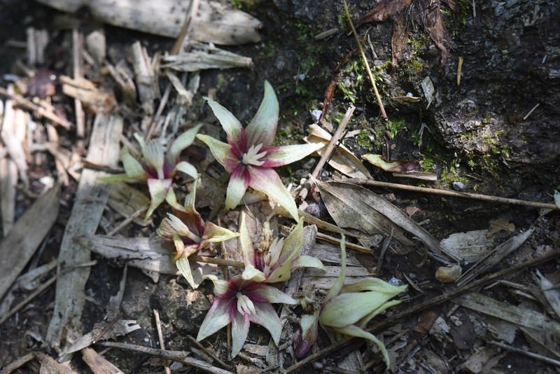 Stauntonia decora photo 2