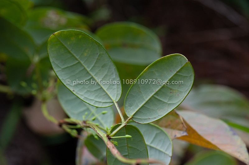 Stauntonia decora photo 3