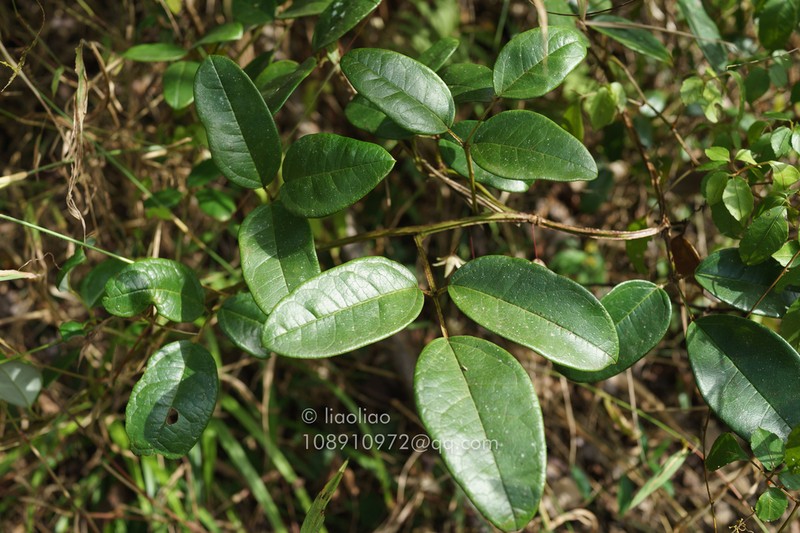 Stauntonia decora photo 5