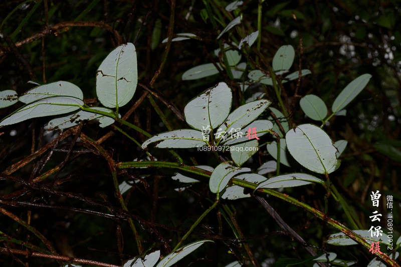 Stauntonia decora photo 6