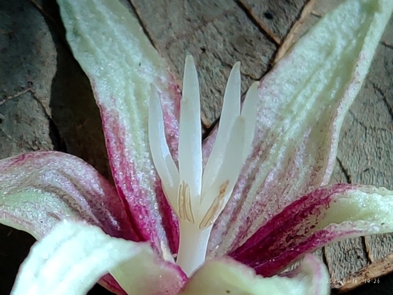 Stauntonia decora photo 7