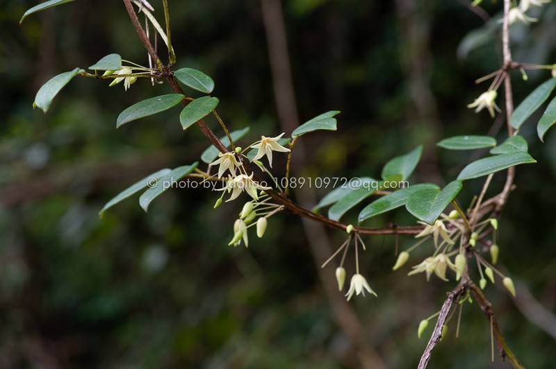 Stauntonia decora photo 8