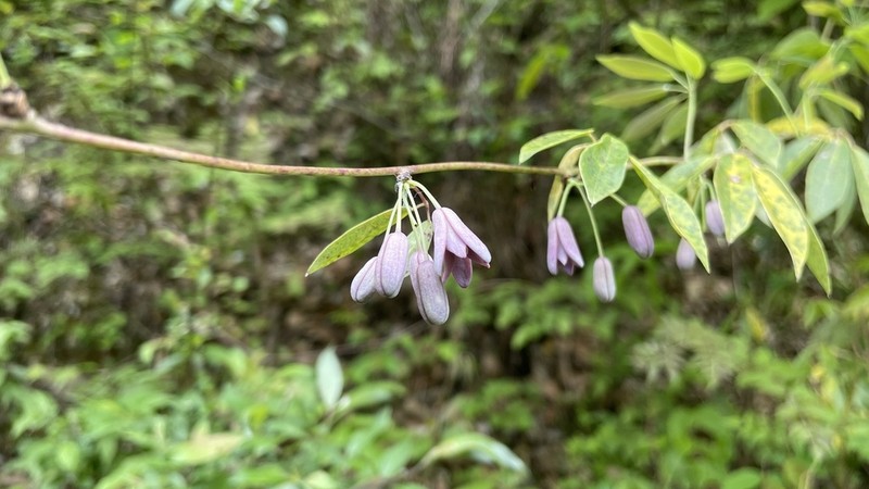 Stauntonia grandiflora