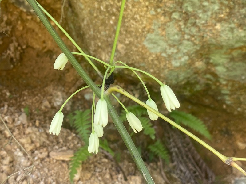 Stauntonia grandiflora photo 2