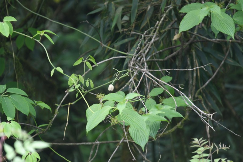 Stauntonia grandiflora photo 3