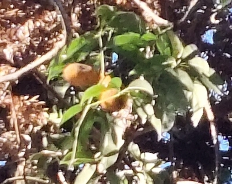 Stauntonia grandiflora photo 4