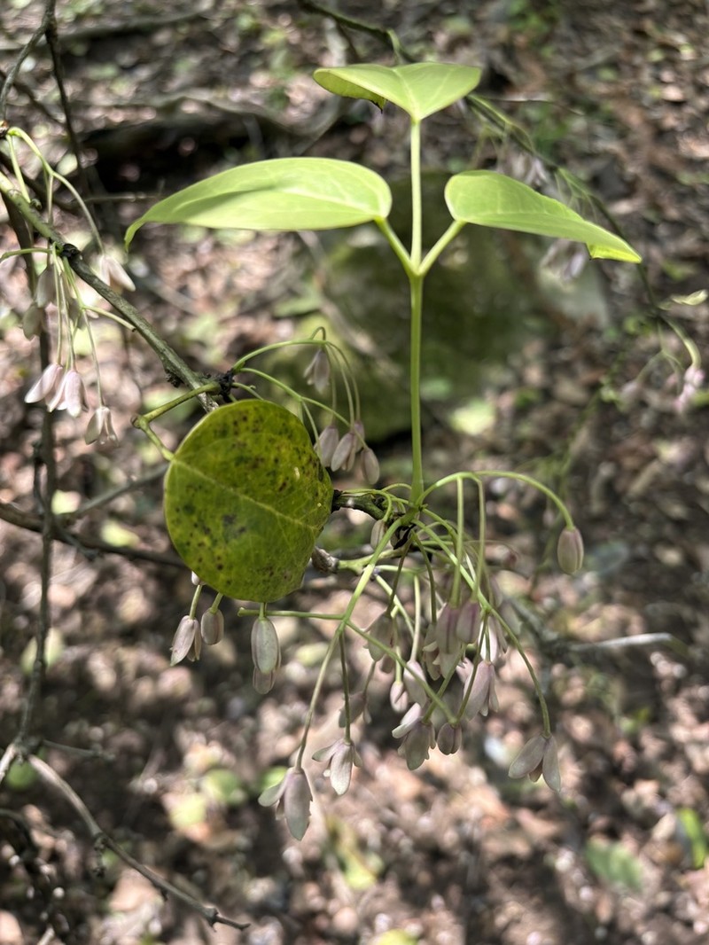 Stauntonia grandiflora photo 5
