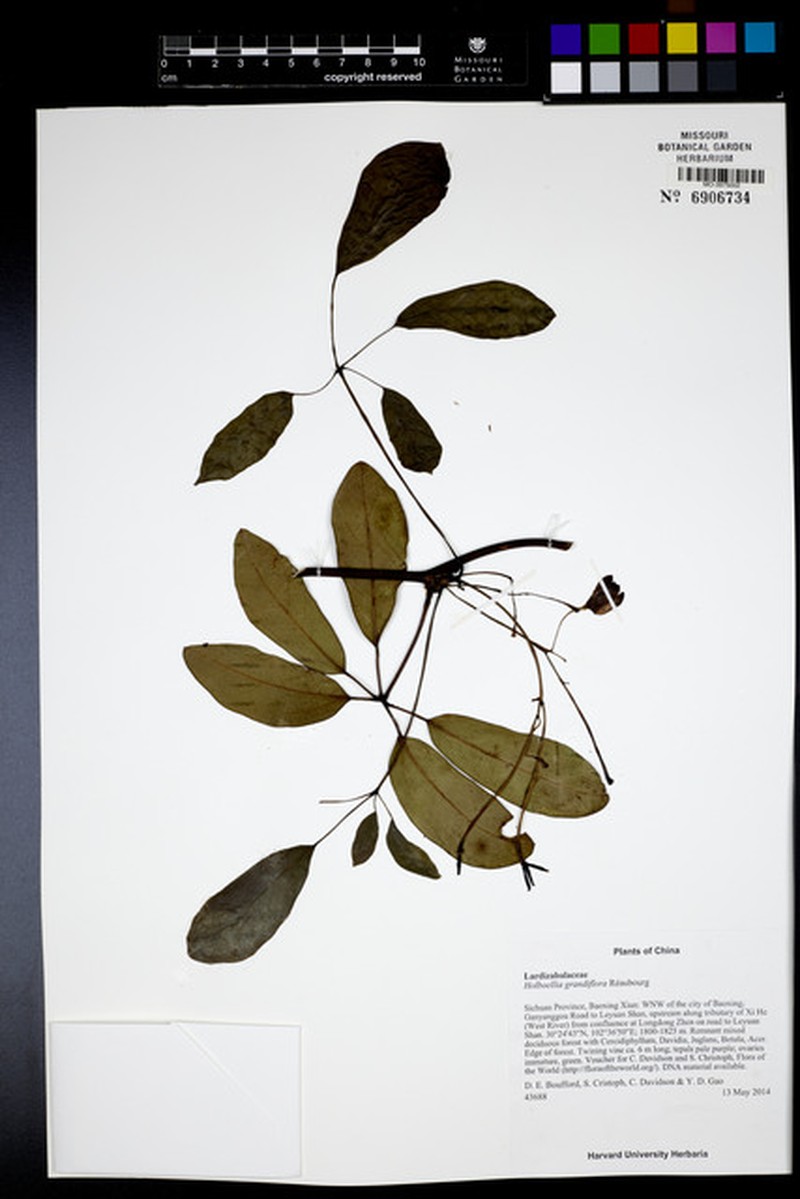 Stauntonia grandiflora photo 8