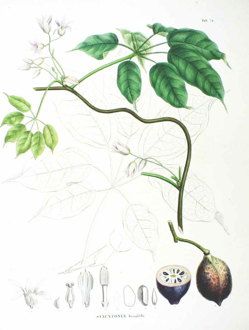 Stauntonia hexaphylla