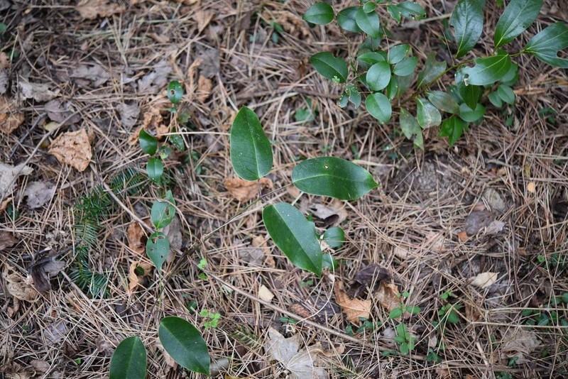 Stauntonia hexaphylla photo 4