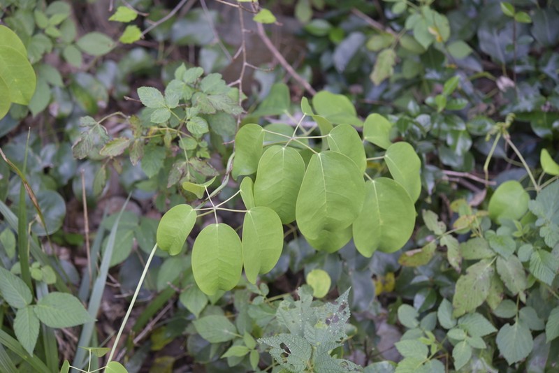 Stauntonia hexaphylla photo 6
