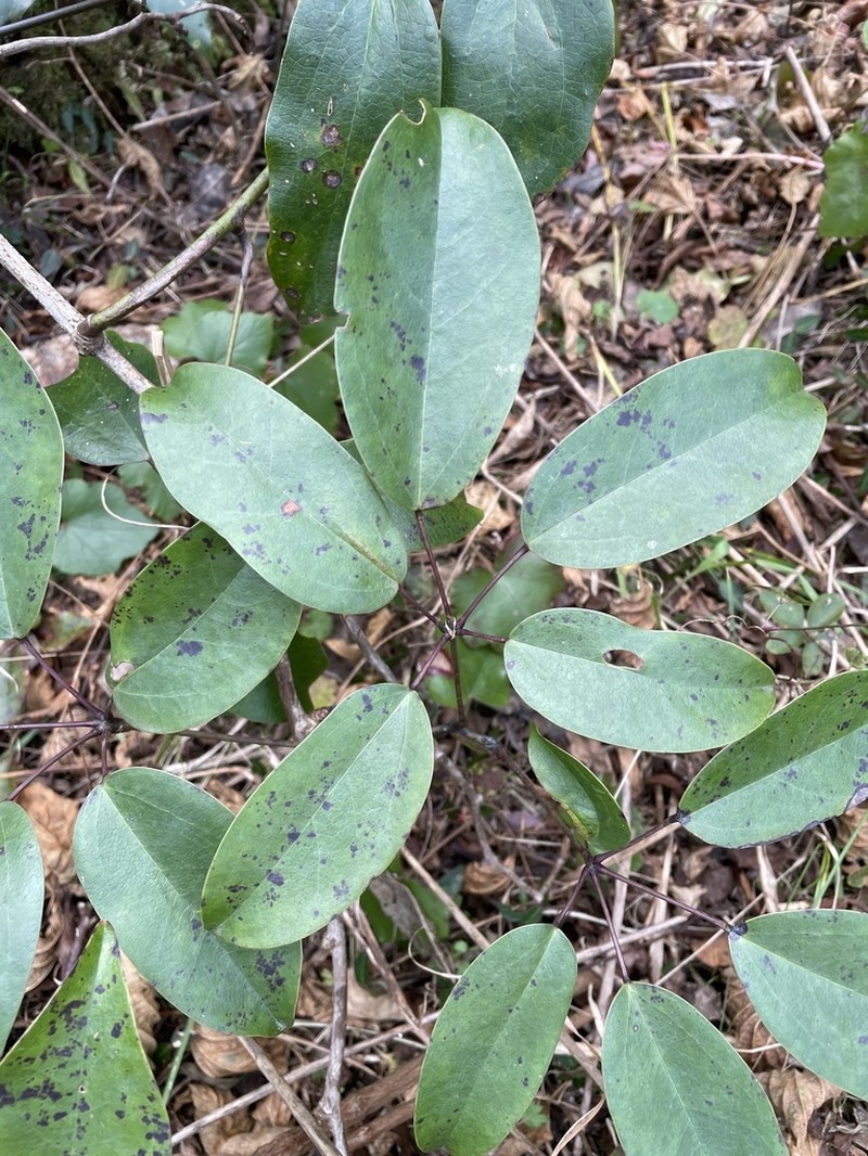 Stauntonia hexaphylla photo 7